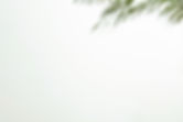 green-leaves-corner-white-background_edited.jpg