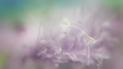REIKI 1 (2).png