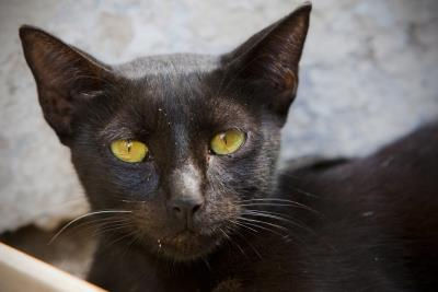 VARIOS GATOS DEL HERMITAGE MUEREN EN UN INCENDIO