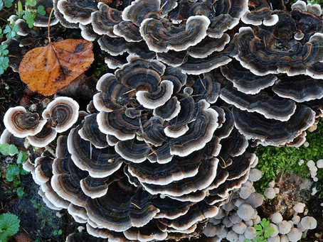 Hindi Kuyruğu (Trametes versicolor) Mantar Türünün Kanser ile Mücadeledeki Yeri