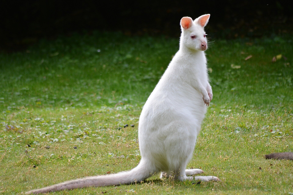 ree
