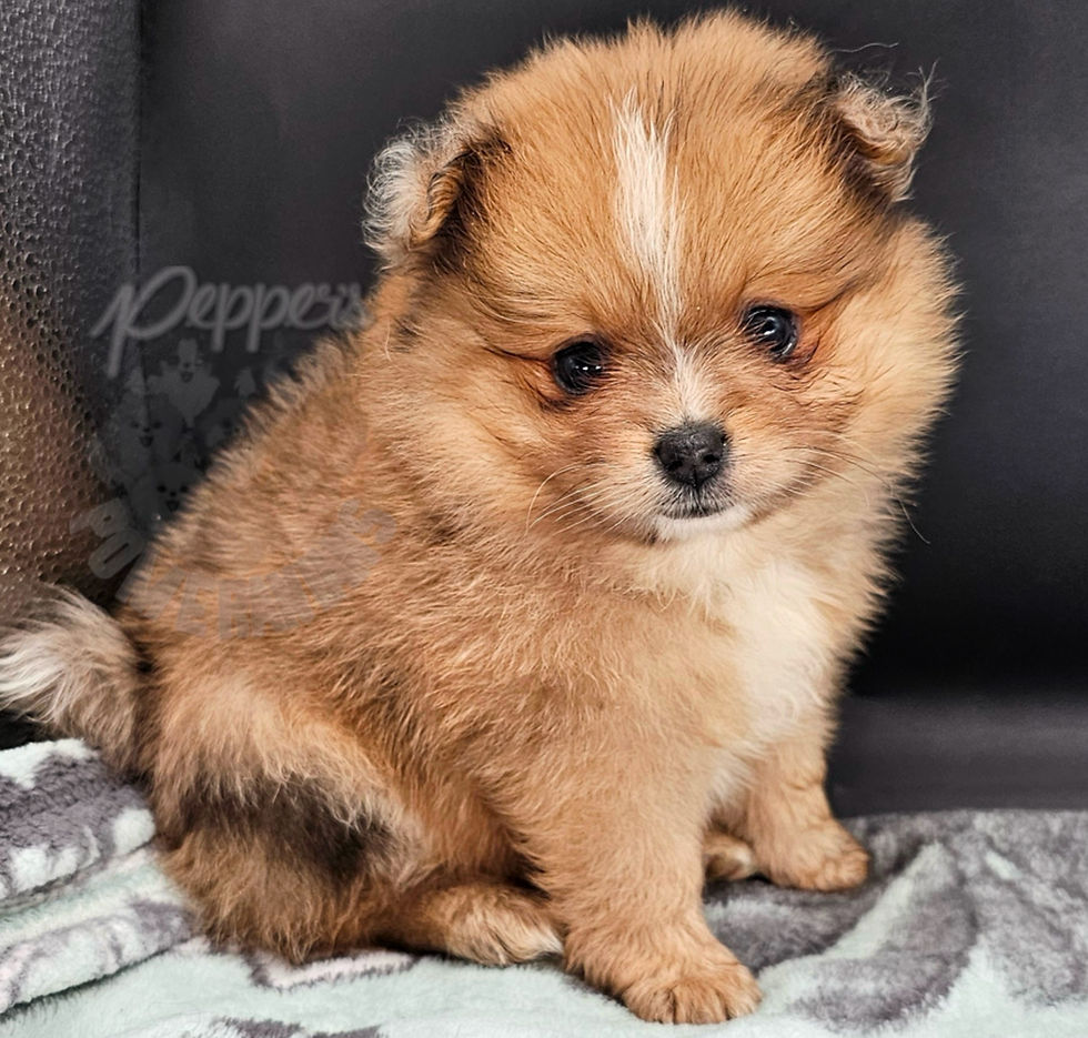 Milly - $2700