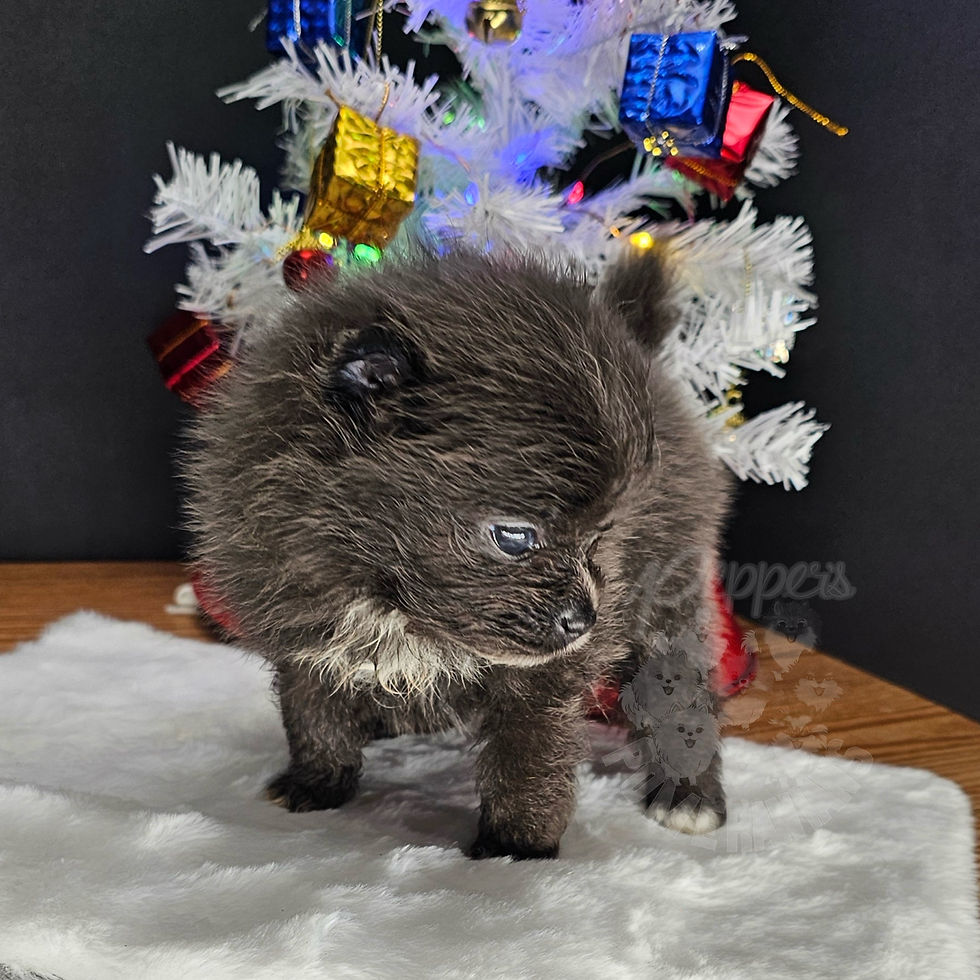 ✨ New Puppies at Pepper’s Poms ✨