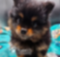 0383D929-2930-4456-A0C9-390229C4EEC3.png