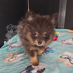 Billie, a Blue and Tan puppy from Charity and Virgo
