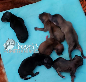 Our First litter