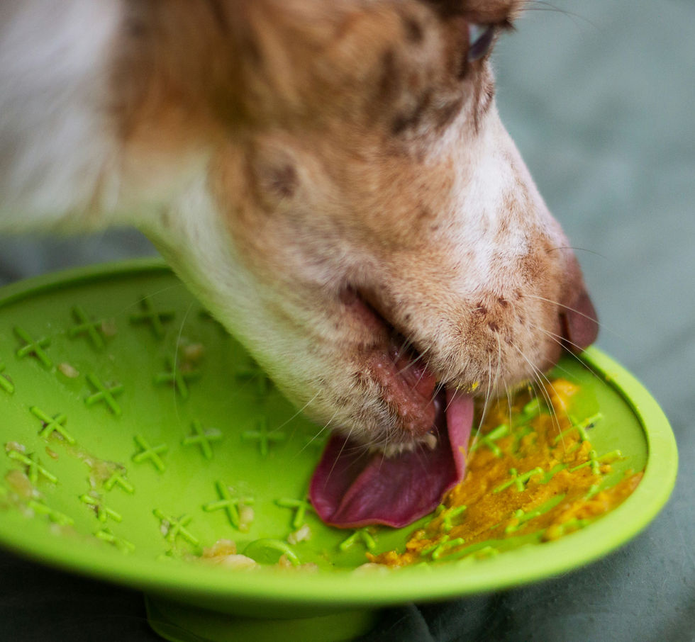 dog licking peanut butter off a lick mat for mental stimulation while the pet parent is gone. This will help deter whining and barking inside the apartment.