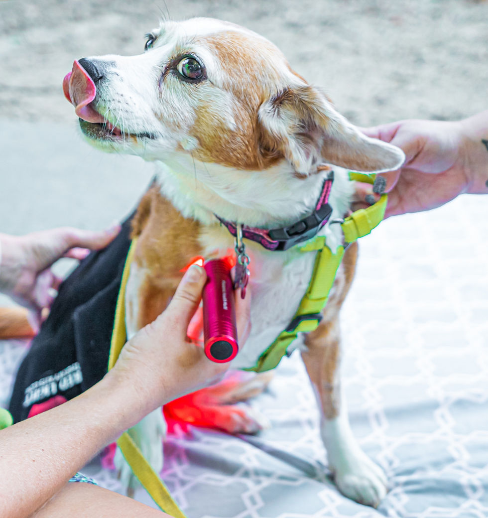 photopuncture on a dog for healing benefits and bonding