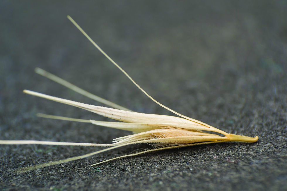 up close of a seed head from the foxtail plant