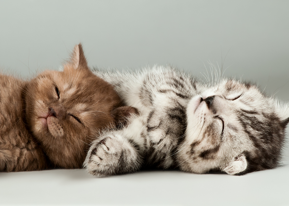 small kittens purring together
