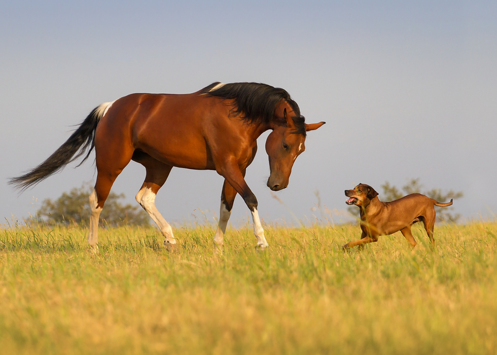 a horse and dog playing in the pasture dont have wobblers