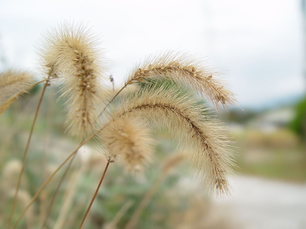 a cluster of foxtail seeds with their spiky ends 