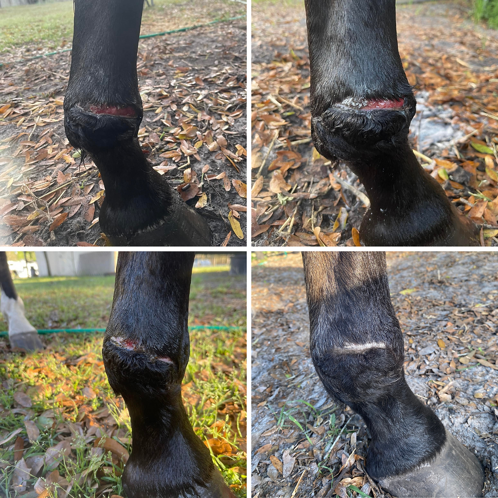 horse leg healing progress with red light therapy