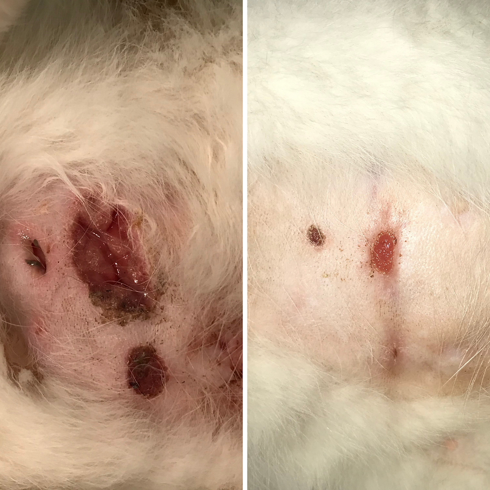 cat wound results from red light therapy after a week