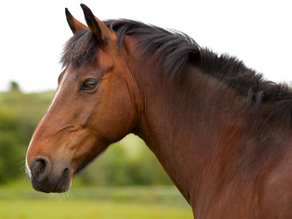 Understanding the Equine Poll and How Red Light Therapy Can Be Beneficial
