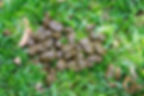 horse manure will accumulate tetanus