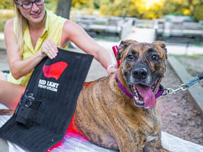 Accelerate Your Pet's Surgery Recovery with Red Light Therapy: Benefits, Science, and In-Home Services