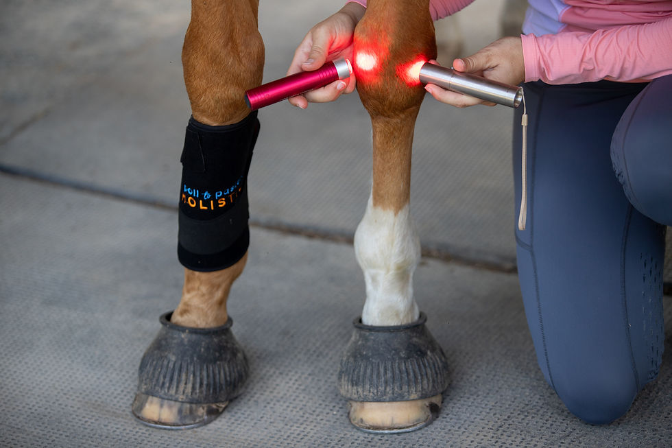 horse getting red light therapy for his photobiomodulation therapy