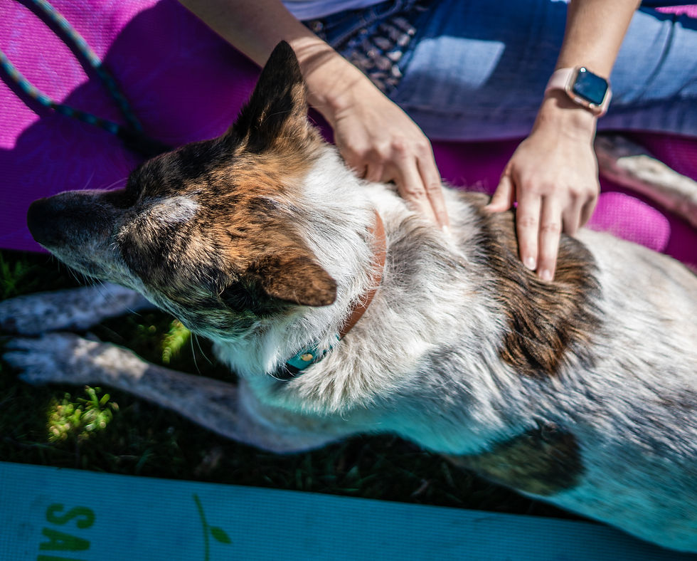 dog having an acupressure session