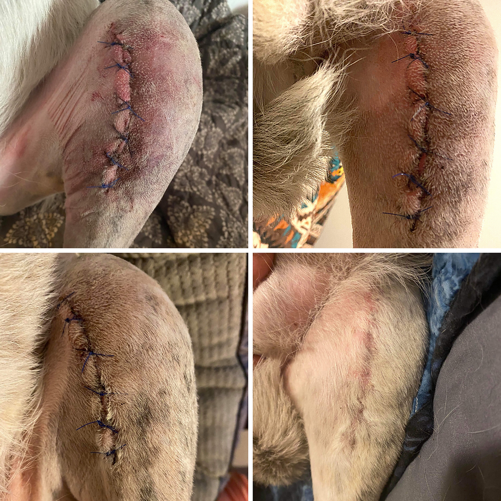 dog tplo surgery recovery sutures