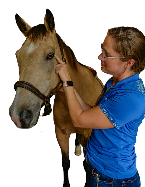 Practitioner performing equine acupressure on a horse to support holistic wellness and energy balance