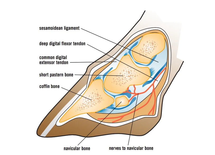 diagram showing the horse hoof anatomy for navicular syndrome 