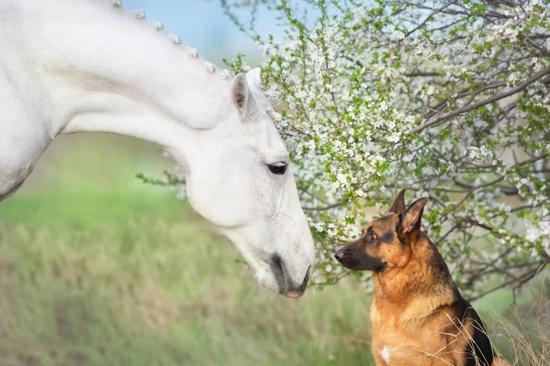 Yellow lab sitting with a horse that is laying down. These animals are showing signs from the 5 element theory which can help guide on acupressure point selection. 