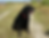 fat Labrador retriever sitting in the sun