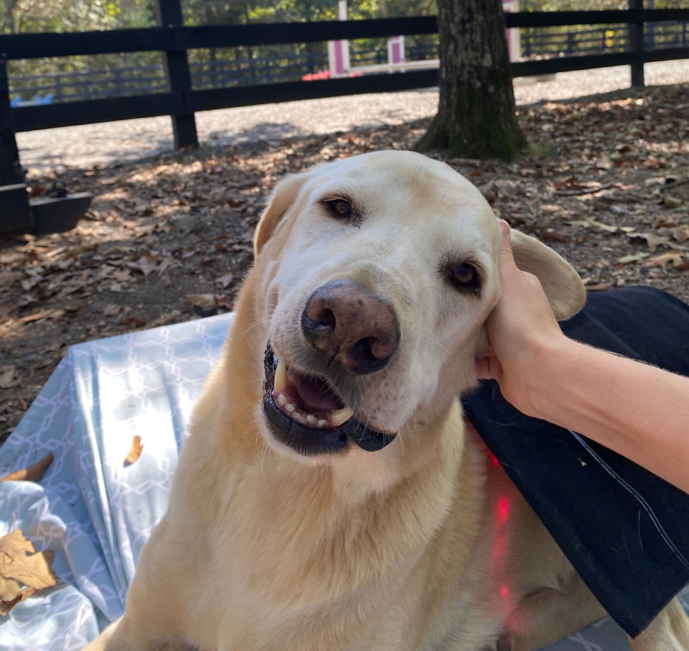 dog smiling as he gets red light therapy to help reduce inflammation and alleviate pain