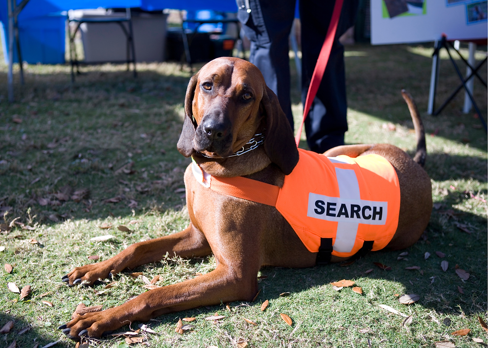 Brown dog wearing an orange "SEARCH" vest lies on grass, looking alert. K9 tracking teams are a great resource for pets who are lost