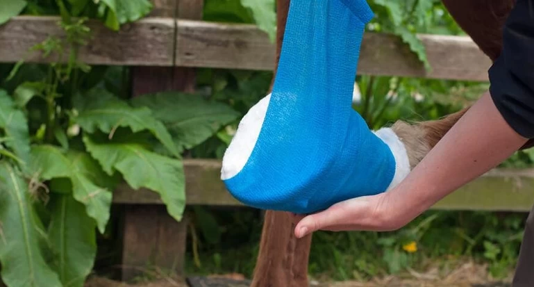 horse owner wrapping a poultice on horse hoof to treat the abscess