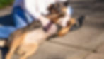 A calm, relaxed dog enjoying gentle touch from its owner outdoors, reflecting the bond built through positive socialization and holistic care