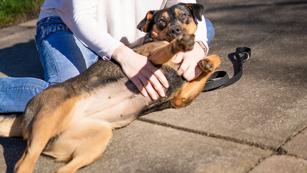 A calm, relaxed dog enjoying gentle touch from its owner outdoors, reflecting the bond built through positive socialization and holistic care