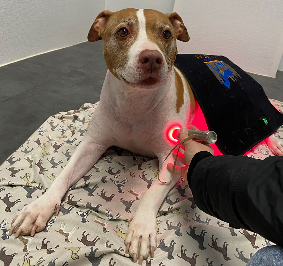 happy dog getting red light therapy for hotspots