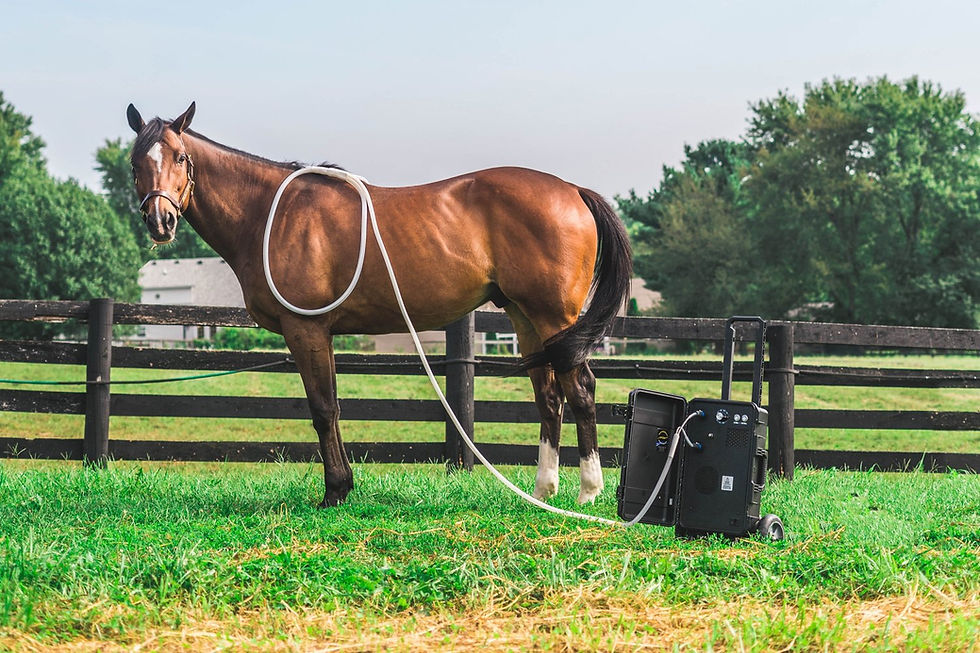 Horse with PEMF treatment device