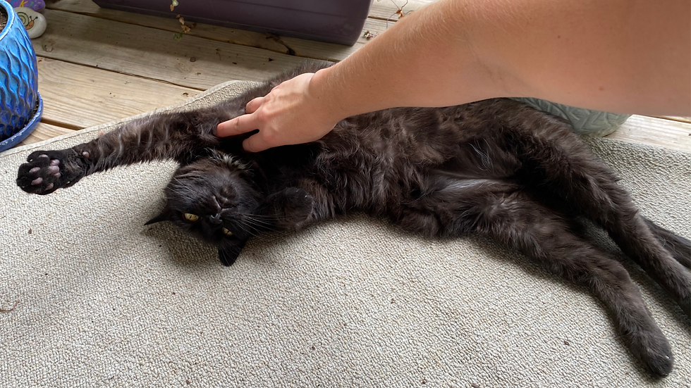 A black cat lies on its back on a beige rug, getting acupressure to reduce stress and anxiety.