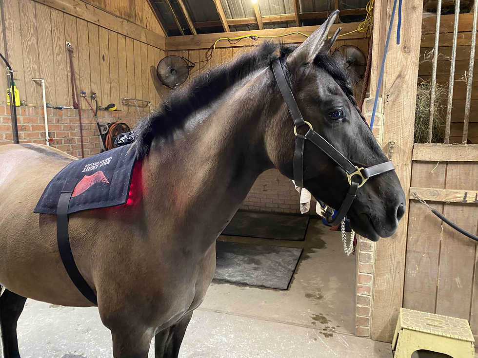 Horse with red light therapy wrap on his back