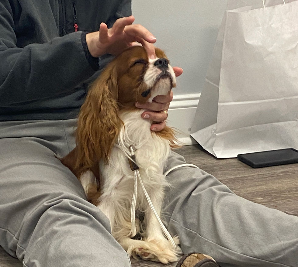 Person gently stimulating an acupressure point on a relaxed brown and white dog sitting on their lap.