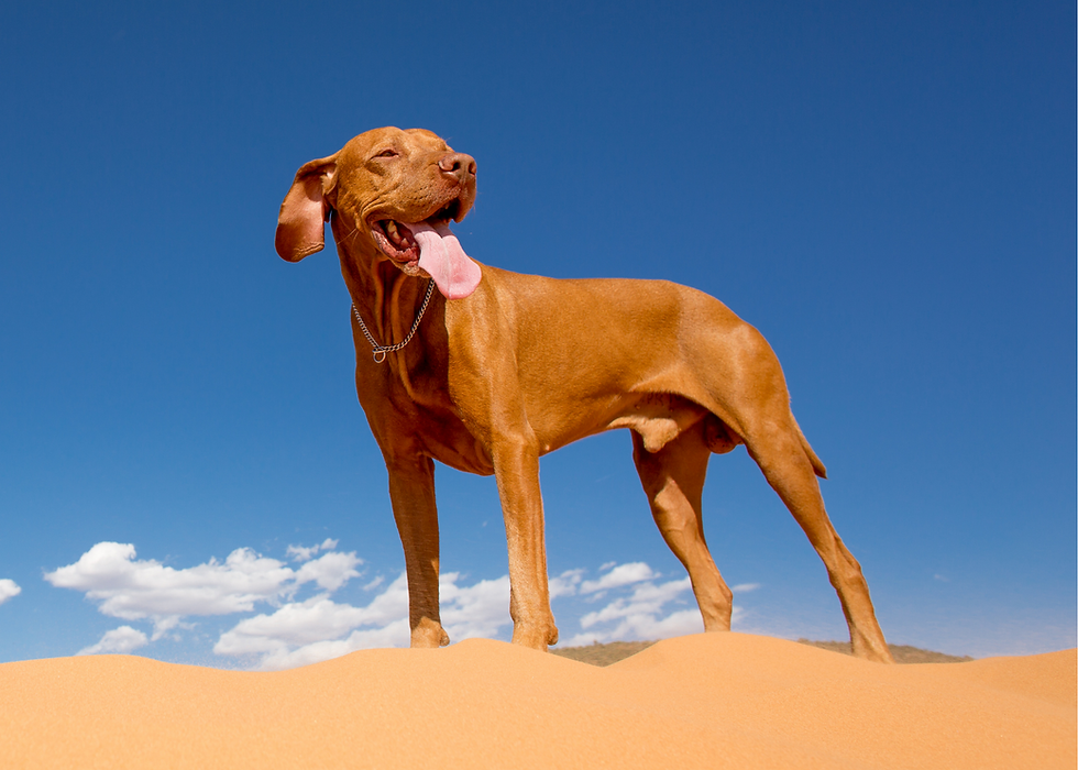 dog standing in the heat panting can overheat