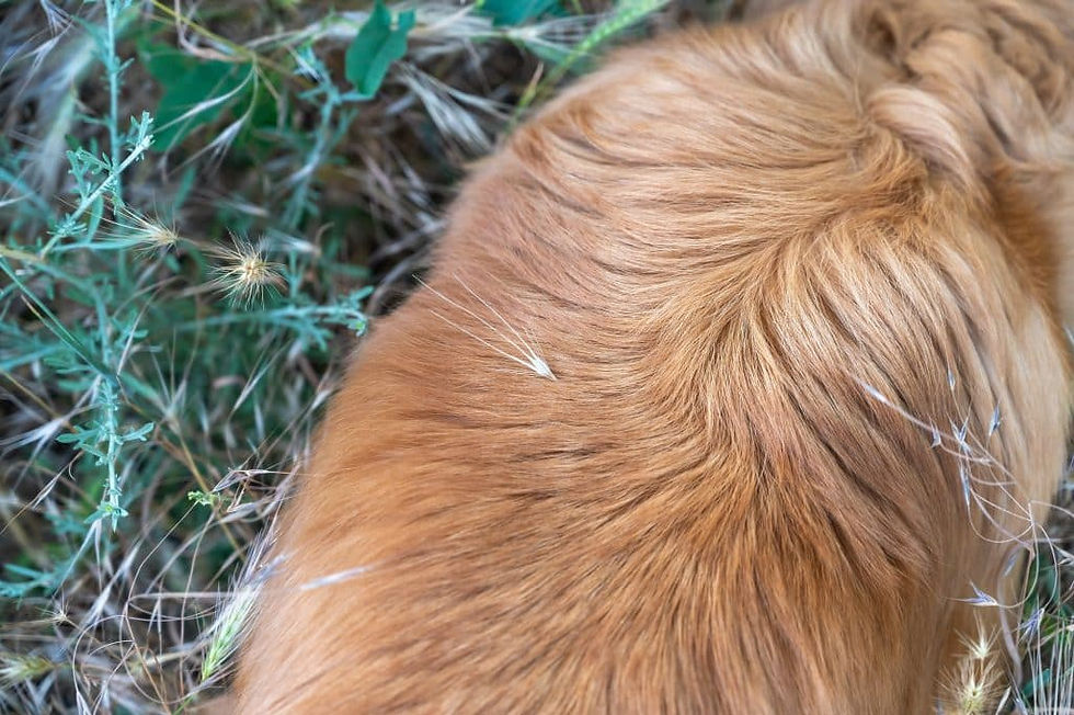 dog back with foxtail sticking to his coat needs brushing