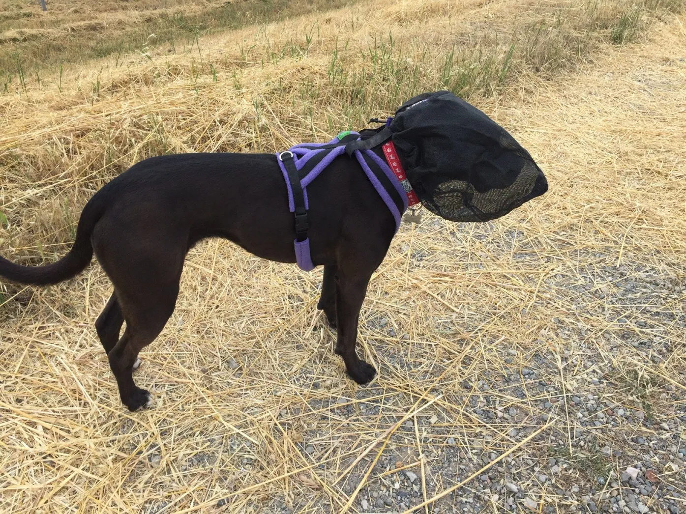 dog wearing protective gear to prevent foxtails from embedding in the skin. 