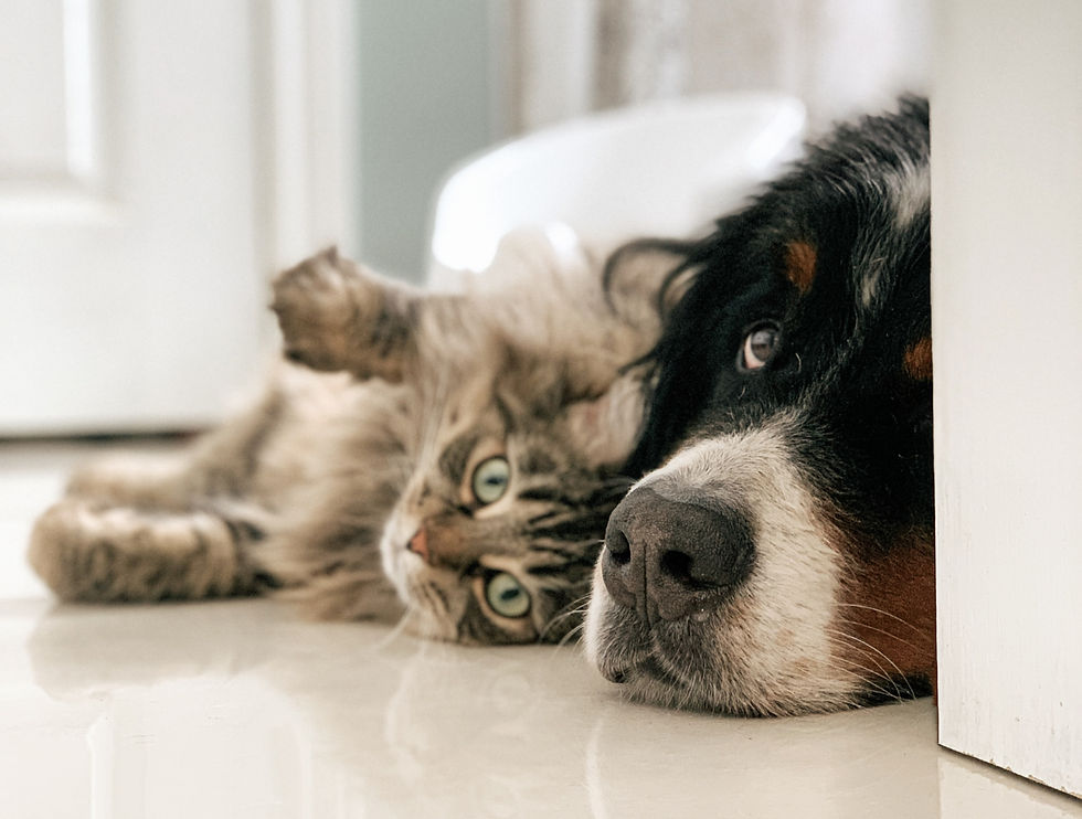 dog and cat laying together on the floor in the apartment looking sad before the owner leaves. The owner needs to work on training and behaviors to keep the pets quiet and calm during the day.