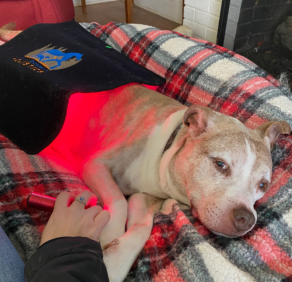 dog enjoying red light therapy for age prevention