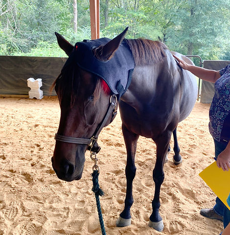 EquineGlow Poll applied for TMJ and poll tension relief on a senior horse. 