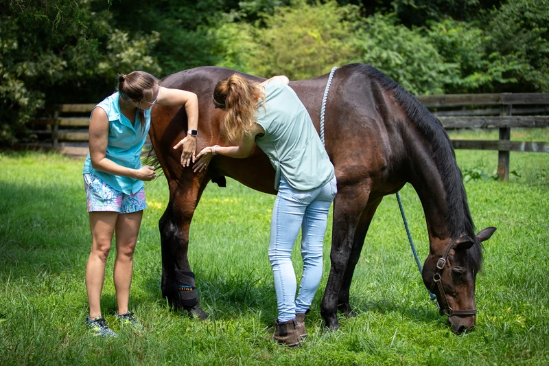 Students touching a horse for their equine acupressure course learning