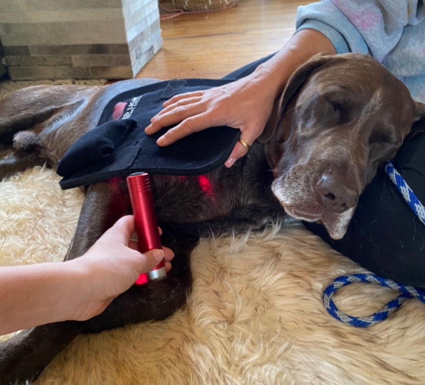Red Light Therapy vs Pulsed Therapy (PEMF) For Dogs