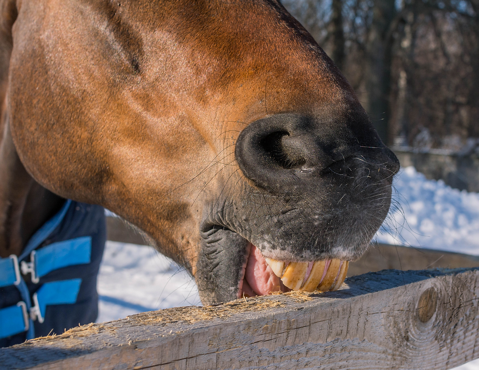 horse upper incisors holding the fence cribbing