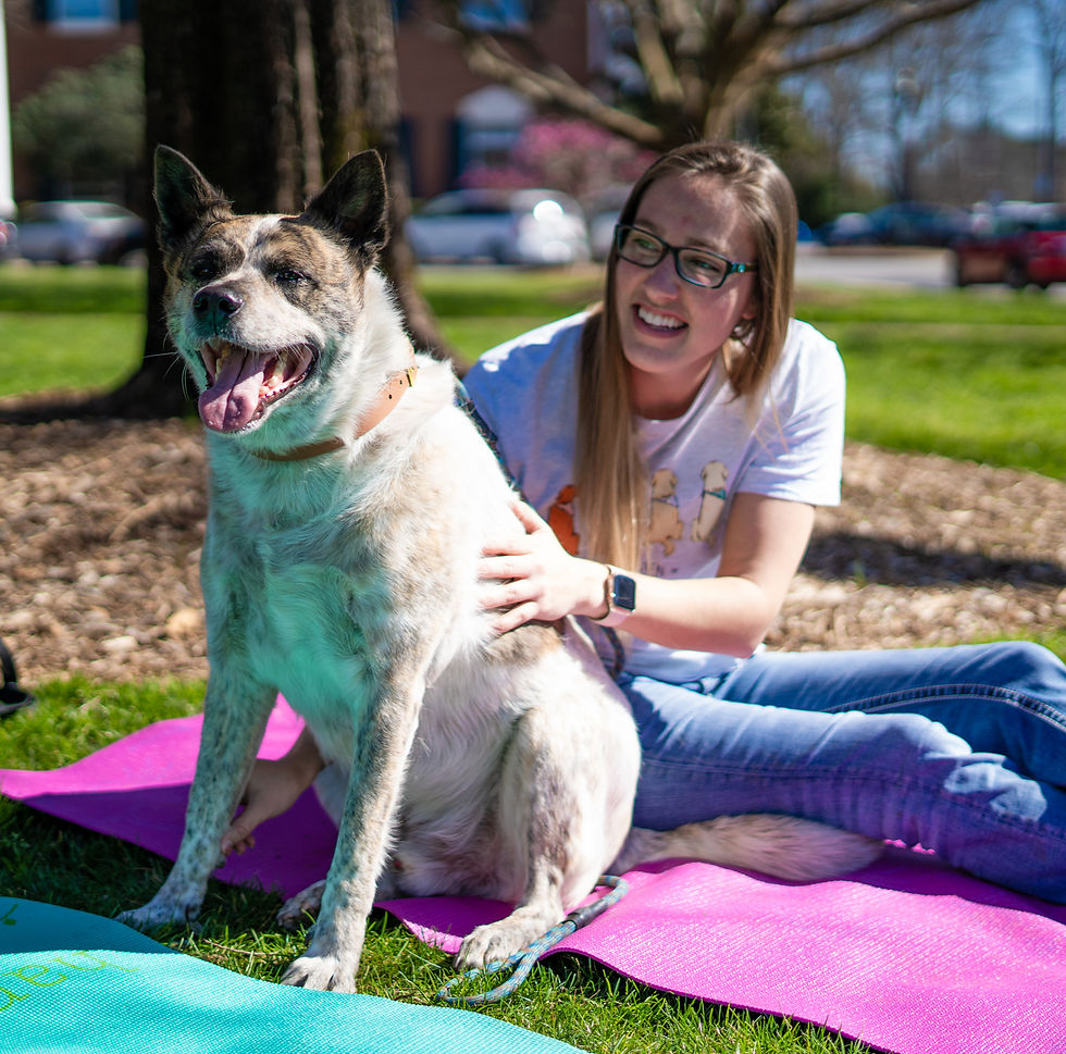 person doing acupressure on dog to boost connection and bonding