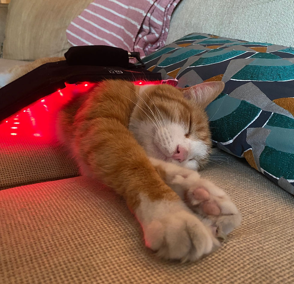 cat getting red light therapy for a cat fight wound