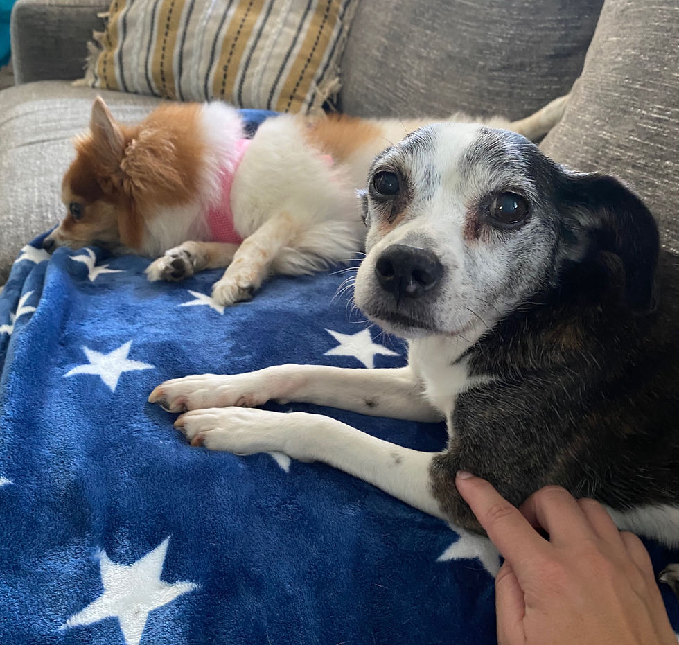 dog getting acupressure from cold conditions to warm conditions